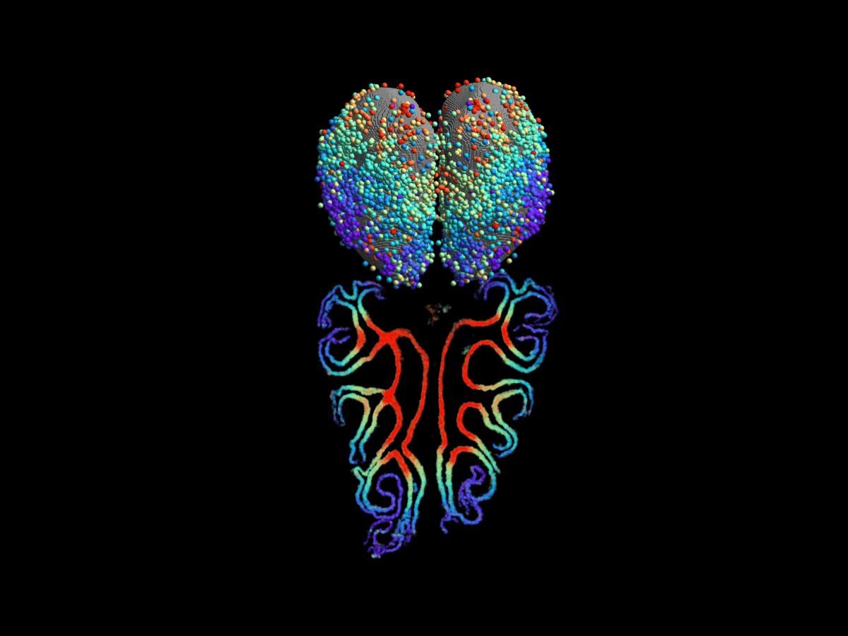Scientists Map Smell for the First Time