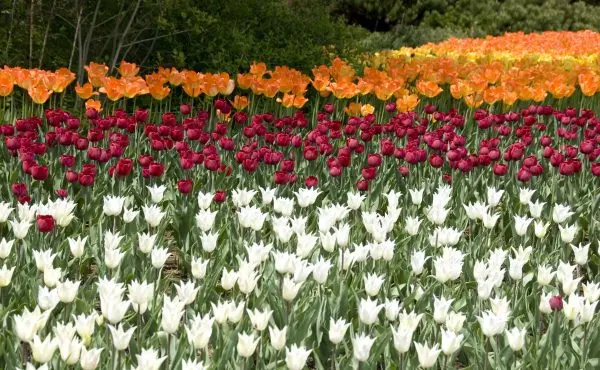 LIVE 5/9 AT 2 PM: 2026 Tulip Time Volksparade: Downtown Holland Saturday Festival and Dutch Dancers