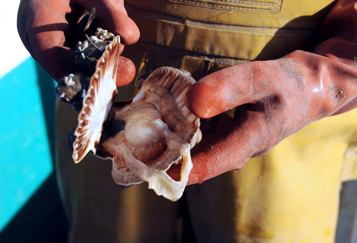 Trump Declares ‘National Scallops Day’ and Opens Scallop Fishing