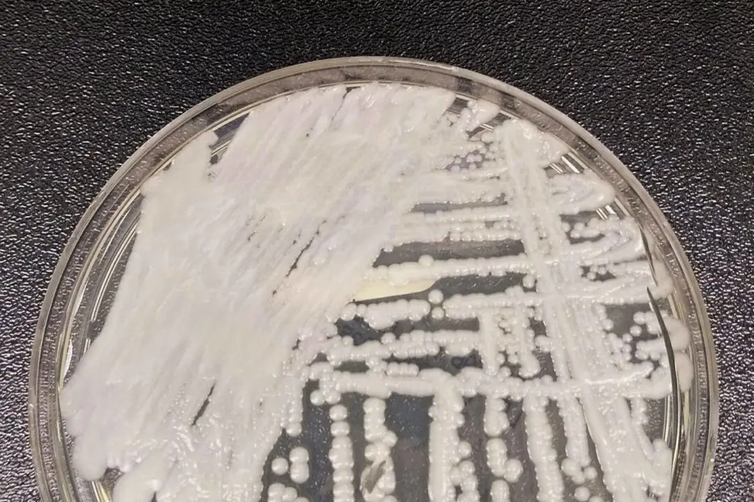 CDC Confirms More Than 7,700 Cases of Multidrug-Resistant Fungus in 30 States