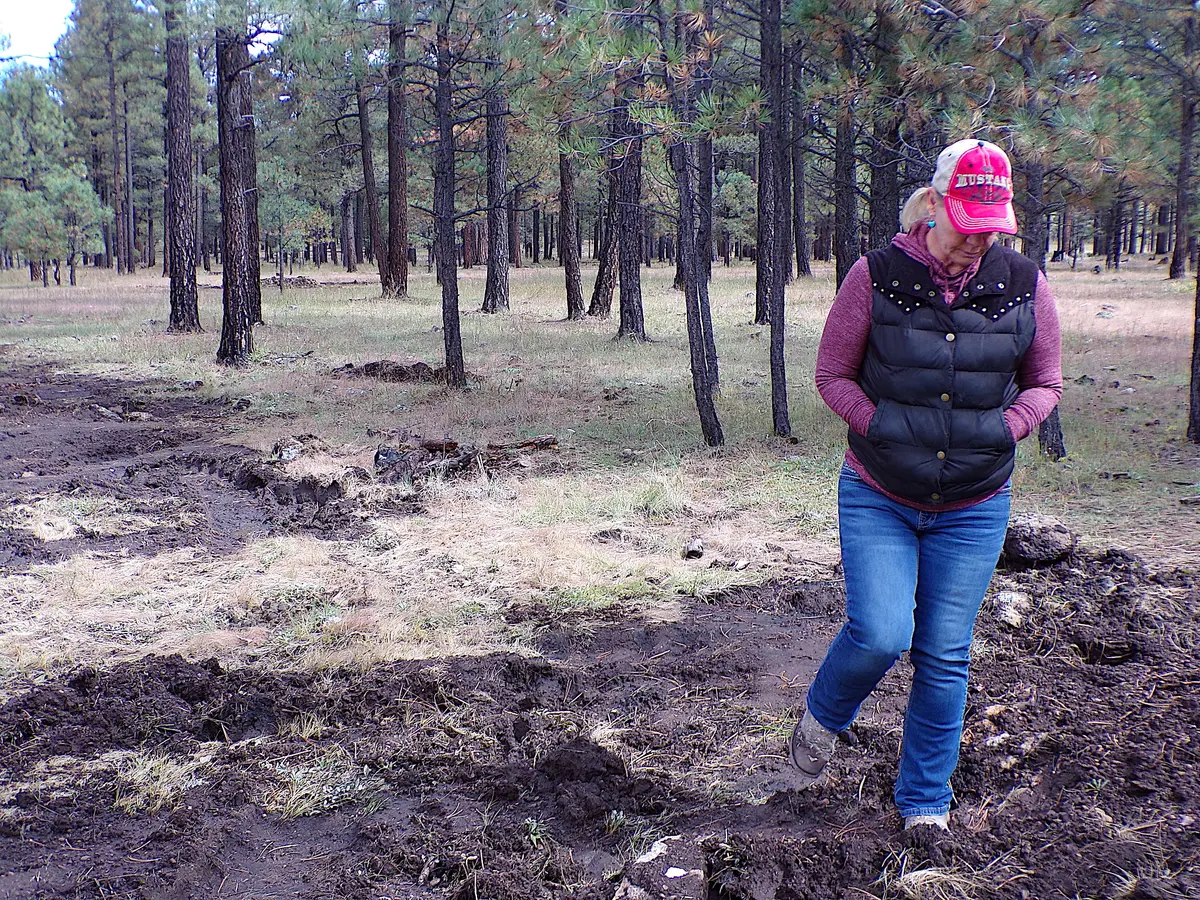 Who Is Killing Arizona’s Wild Horses?