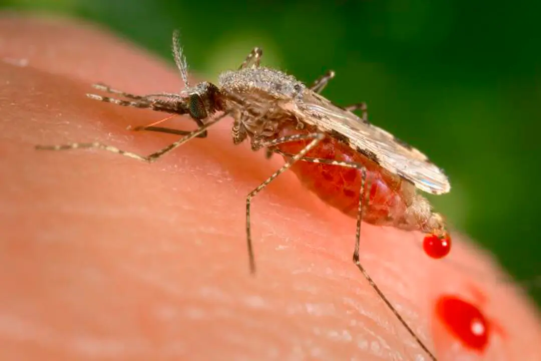 CDC Warns Malaria Could Be Reintroduced in US
