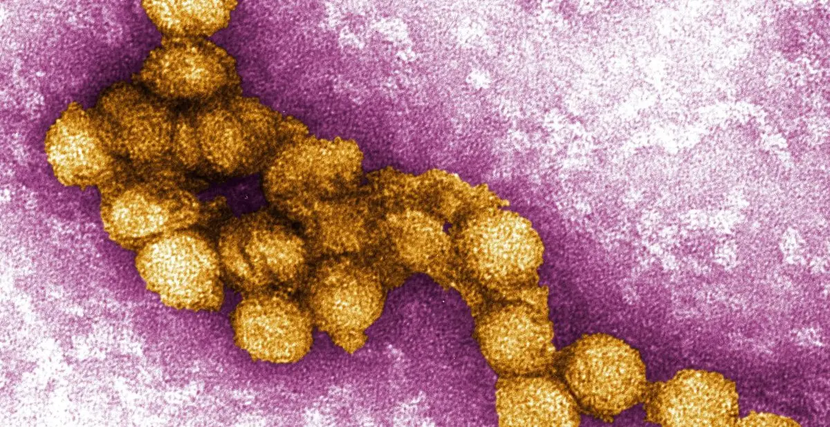 CDC Issues Advisory for West Nile Virus in US Ahead of July 4 Holiday
