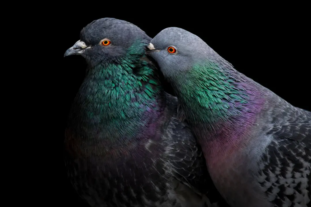 The Secret Science of Pigeon Navigation