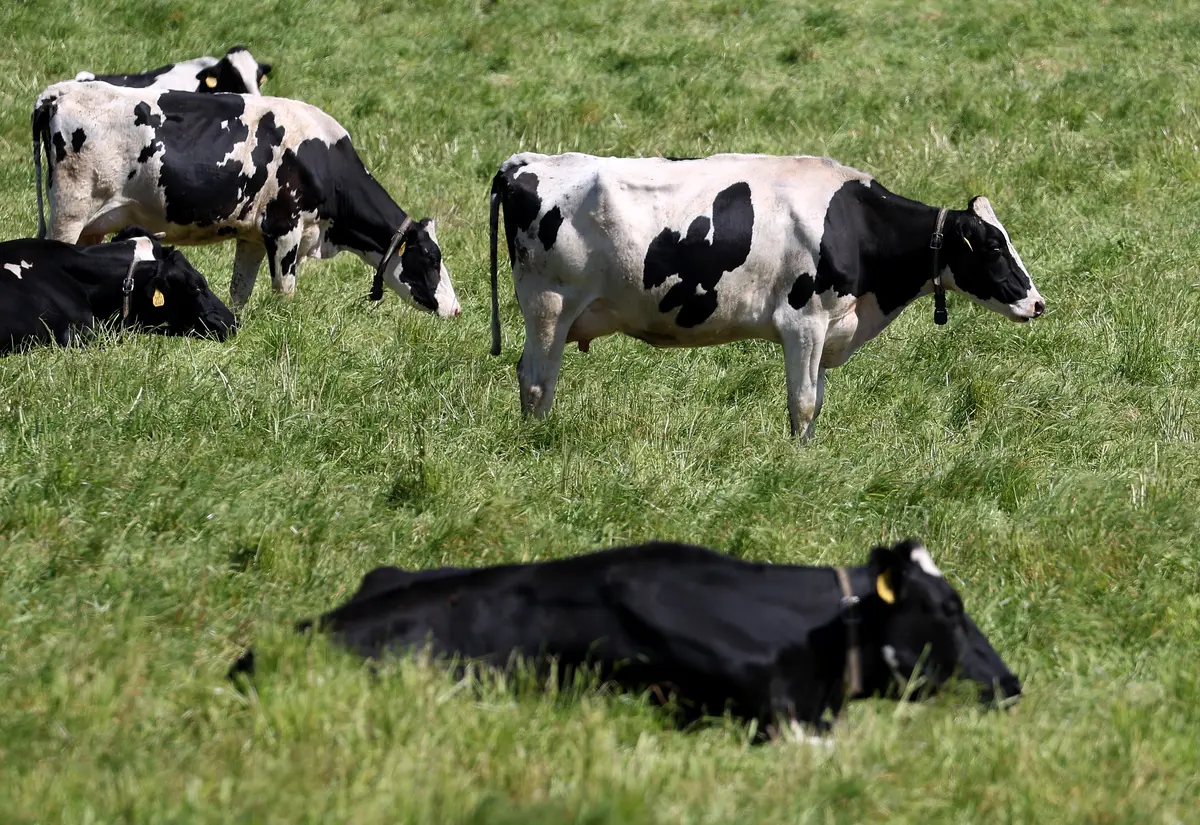 Dairy Companies Can Now Apply for H-2A Temporary Agricultural Worker Visas