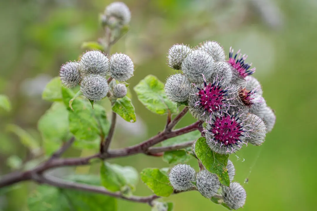 The Burr With Health Benefits
