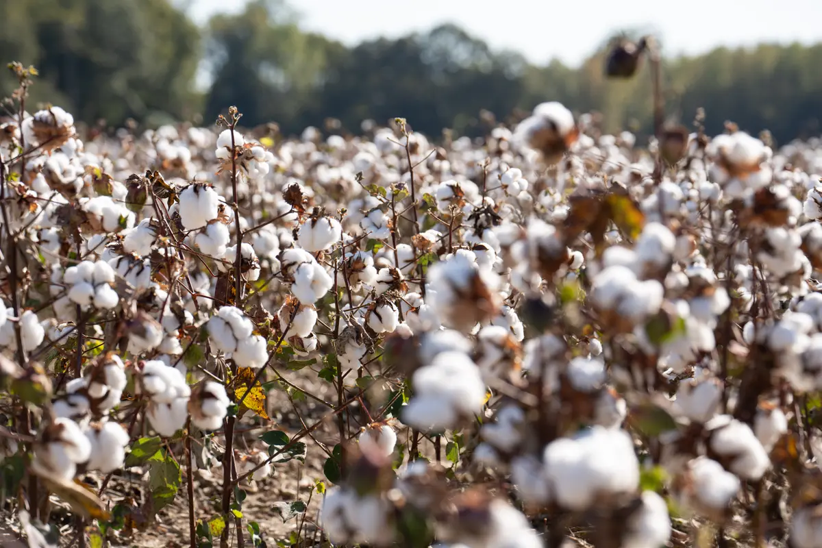 US Launches ‘Great American Cotton Plan’ to Boost Cotton Over Synthetic Fibers