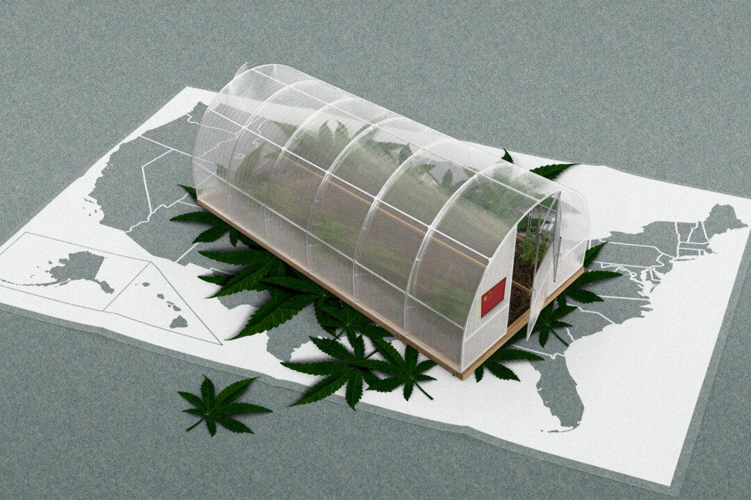 How Chinese Syndicates With Ties to CCP Took Over Marijuana Black Market in US