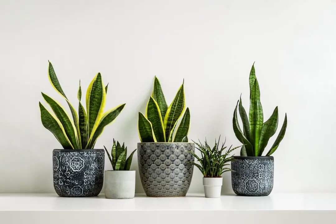 10 Houseplants That Can Improve Your Quality of Life