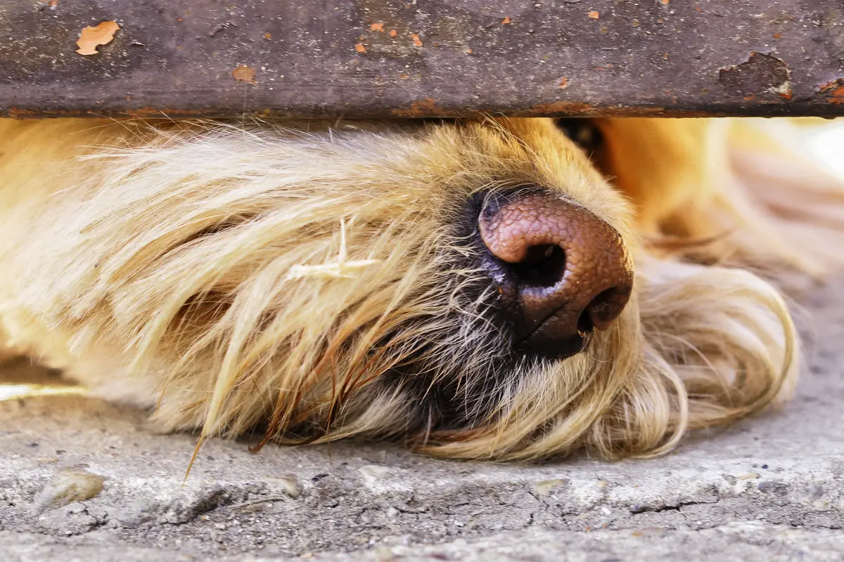 Mold-Sniffing Dogs Uncover Hidden Dangers Traditional Inspectors Miss thumbnail