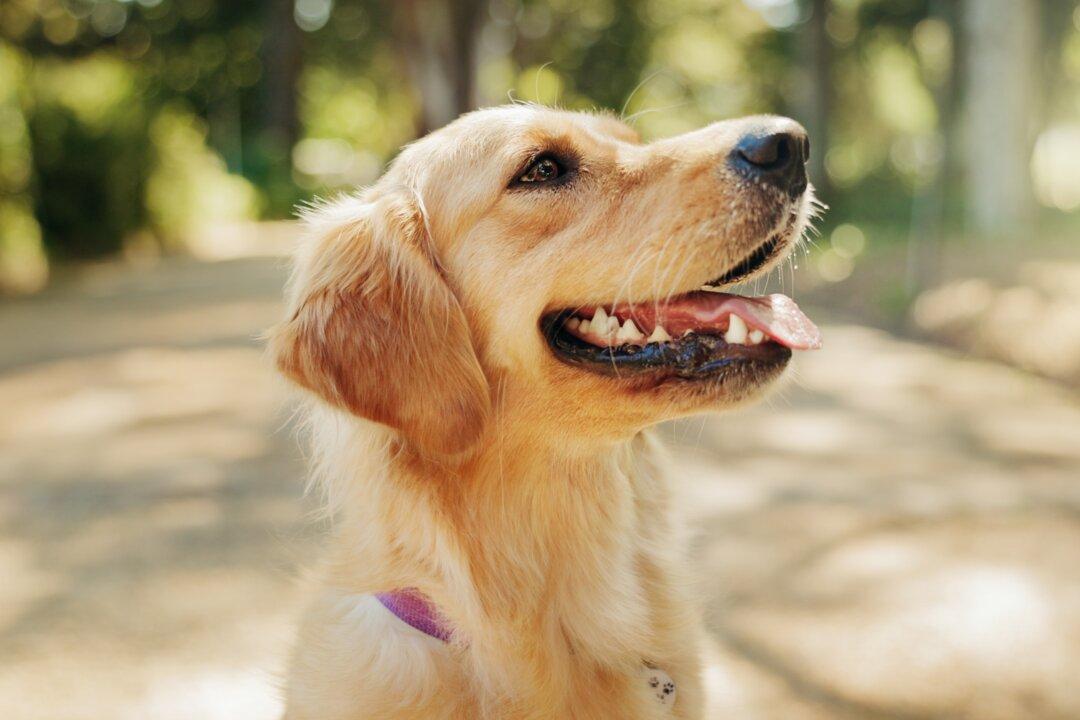 New Year’s Resolutions Help Pets Live Longer, Healthier Lives