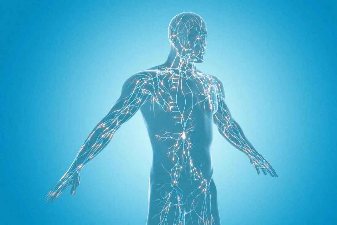 The Overlooked System That May Hold the Key to Heart Health