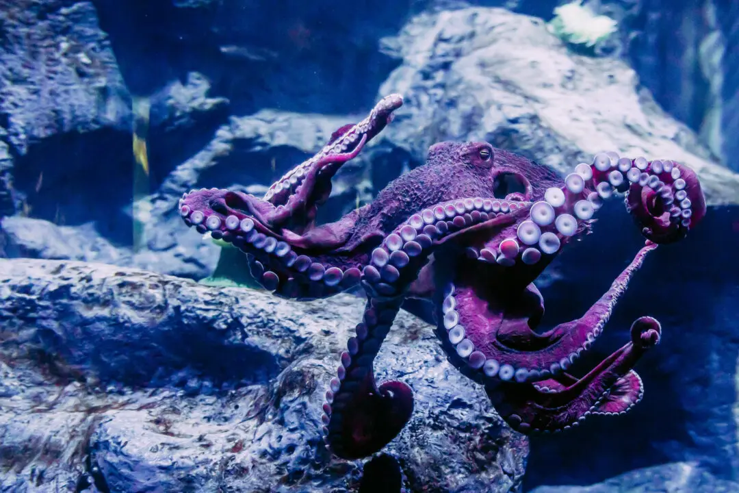 Zoos and Aquariums Set to Promote a Busy Year