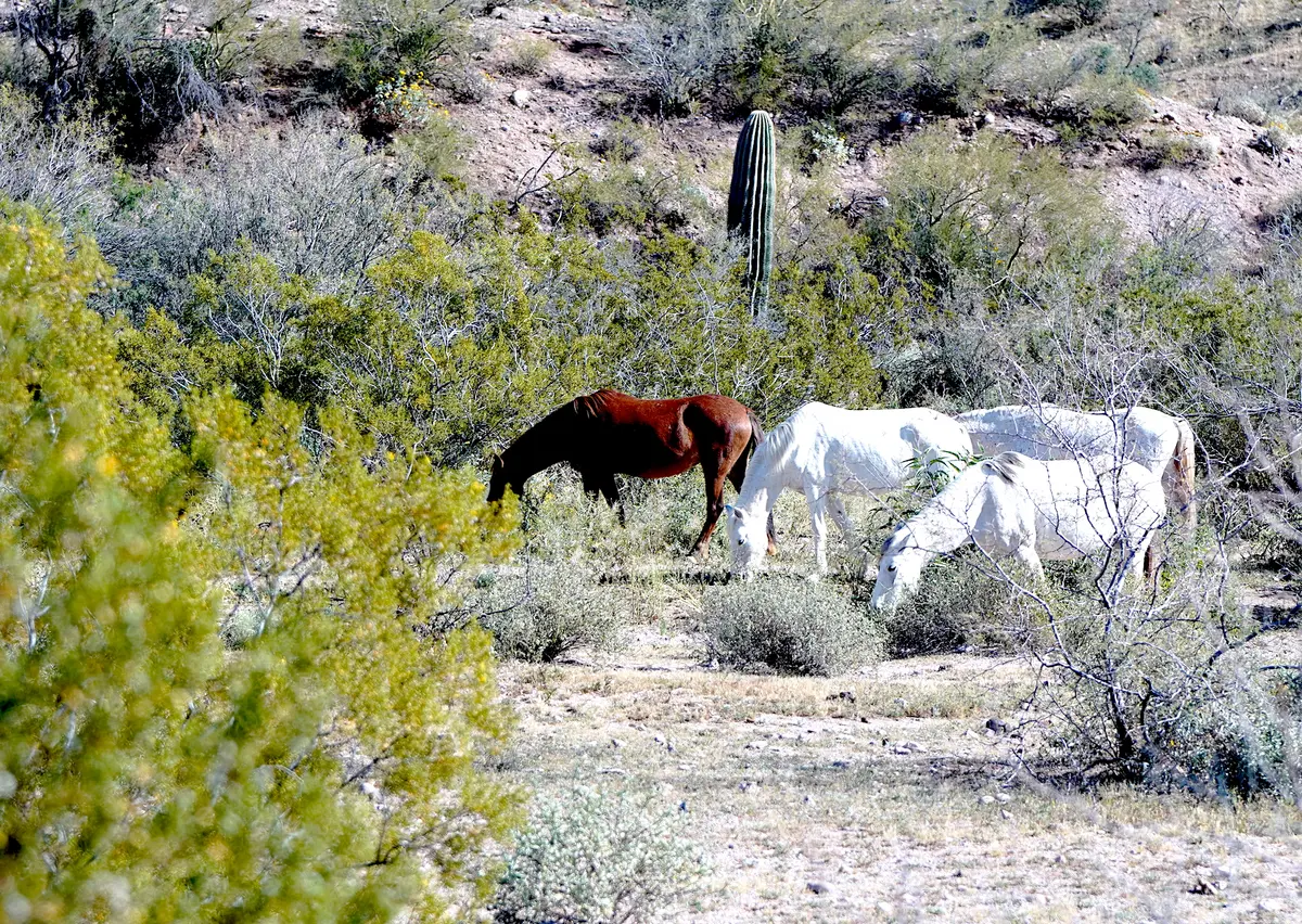 Arizona Wild Horse Advocates Win State Contract for Humane Removal
