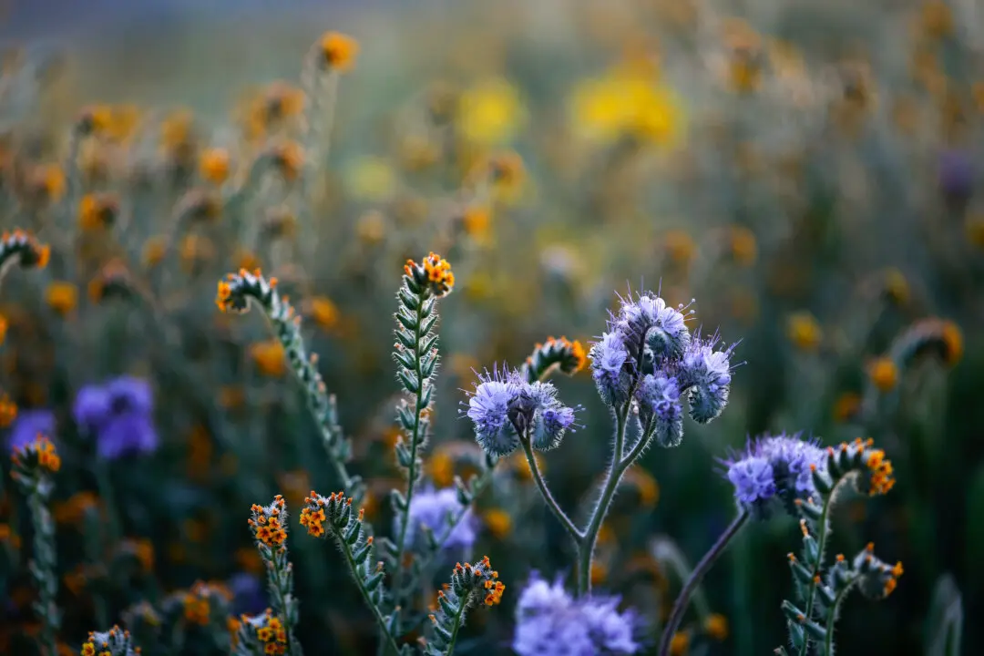 Wildflowers bloom at Carrizo Plain National Monument in Santa Margarita, Calif., on March 12, 2026. California’s deserts and hills are seeing a colorful wildflower bloom this spring after a wet winter helped dormant seeds sprout across normally barren landscapes, with vibrant displays emerging across the region and expected to continue at higher elevations in the coming weeks depending on weather conditions. (Justin Sullivan/Getty Images)