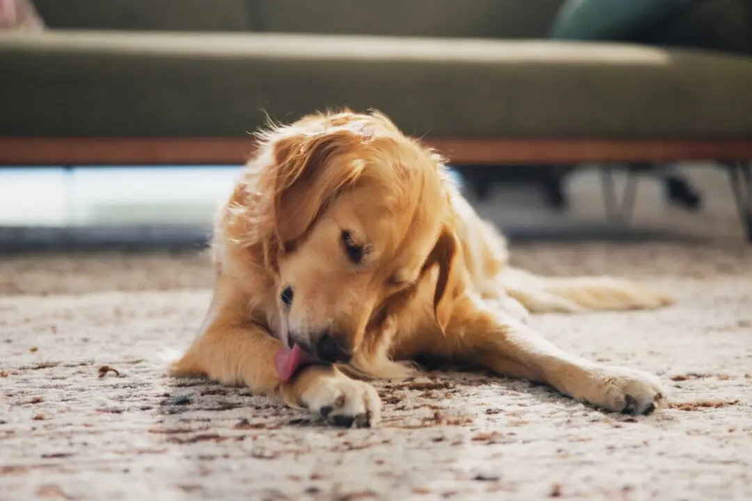 Dog Saliva Is Not Antiseptic