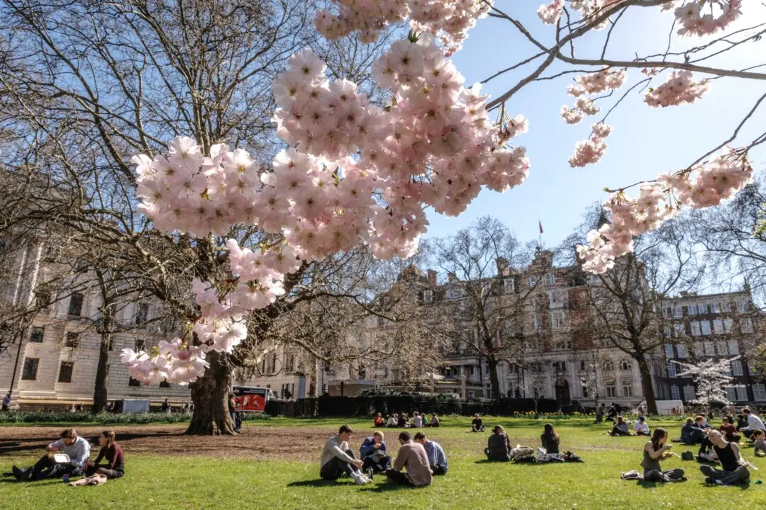 People enjoy the warm weather under blossom in St James's Park in London on March 18, 2026. Some parts of the UK recorded temperatures beyond 20C today, making it the country's warmest day of the year. (Dan Kitwood/Getty Images)