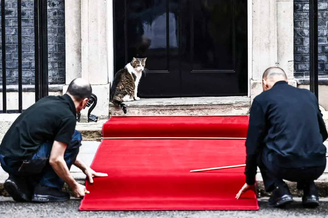 Larry the Cat watches a red carpet being laid ahead of the arrival of Nigeria's President Bola Tinubu at 10 Downing Street central London on March 19, 2026, ahead of a meeting on the second day of a two-day State Visit to the United Kingdom by the President. (Photo by Henry NICHOLLS / AFP via Getty Images)