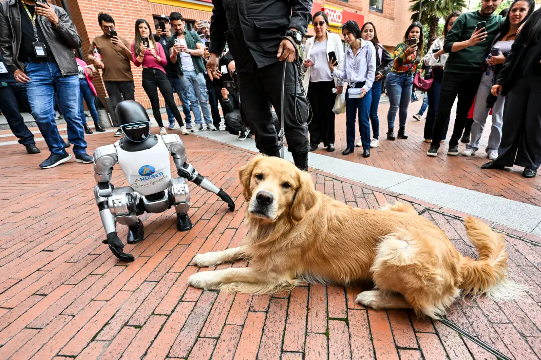 A humanoid robot called "Vicente" interacts with a guard dog during a showcase on private security supported by artificial intelligence in Bogota on March 19, 2026. (Photo by Alejandro GONZALEZ / AFP via Getty Images)