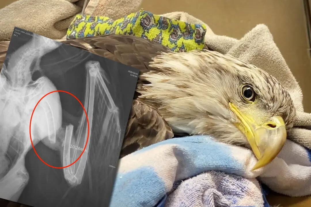 VIDEO: Set Free After Treatment, Bald Eagle Says ‘Thank You’ to Vet Who Saved Its Life