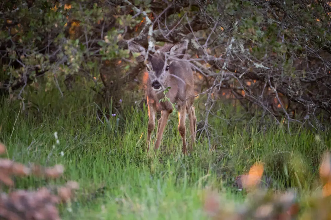 Plan to Cull All Deer on a California Island Is Dividing Conservationists