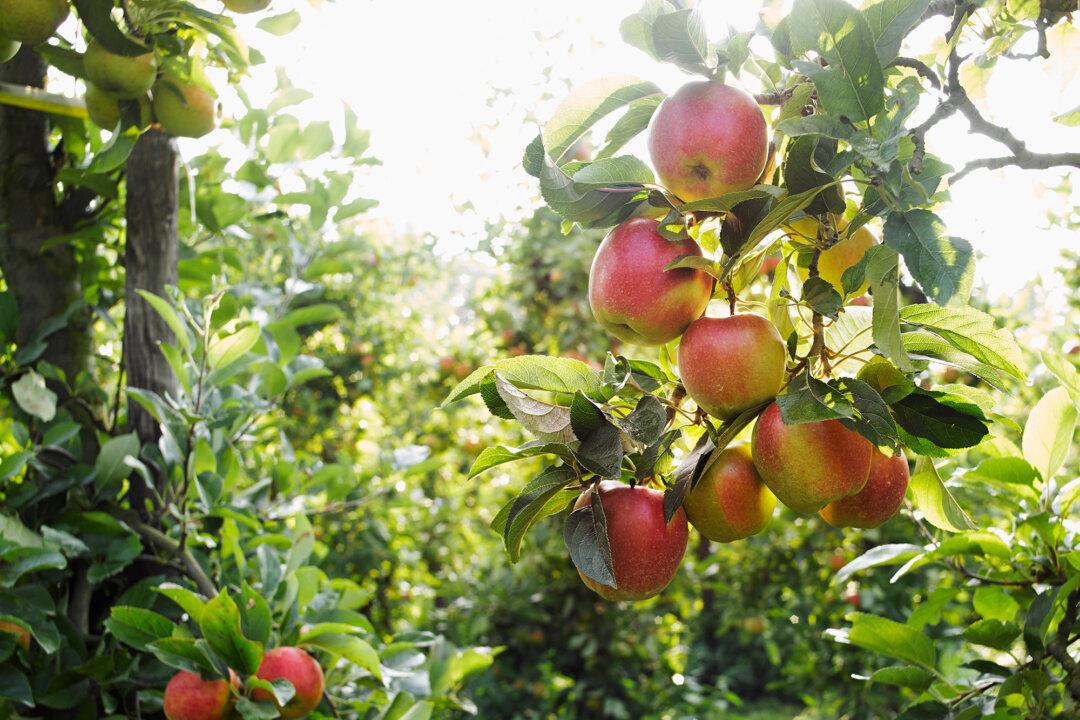 Notes From Owl Hill: New Seeds Sprout in a Family Orchard Story