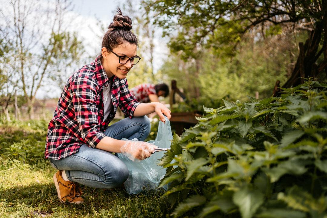 Stinging Nettles: The Spring Weed Worth Eating