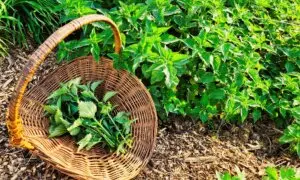 Stinging Nettles for Seasonal Allergies: How to Forage and Use Them