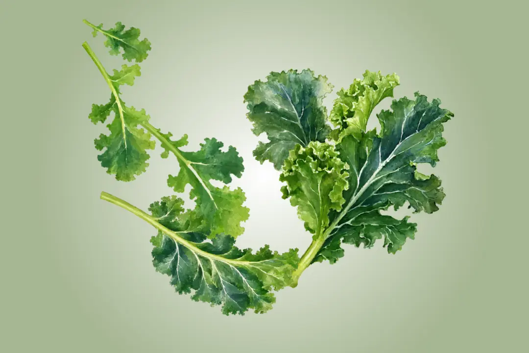Kale Improves Vascular and Eye Health—How to Maximize Benefits