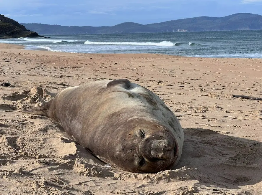 From Traffic Cones to Canvas: ‘Neil’ the Seal’s Latest Claim to Fame