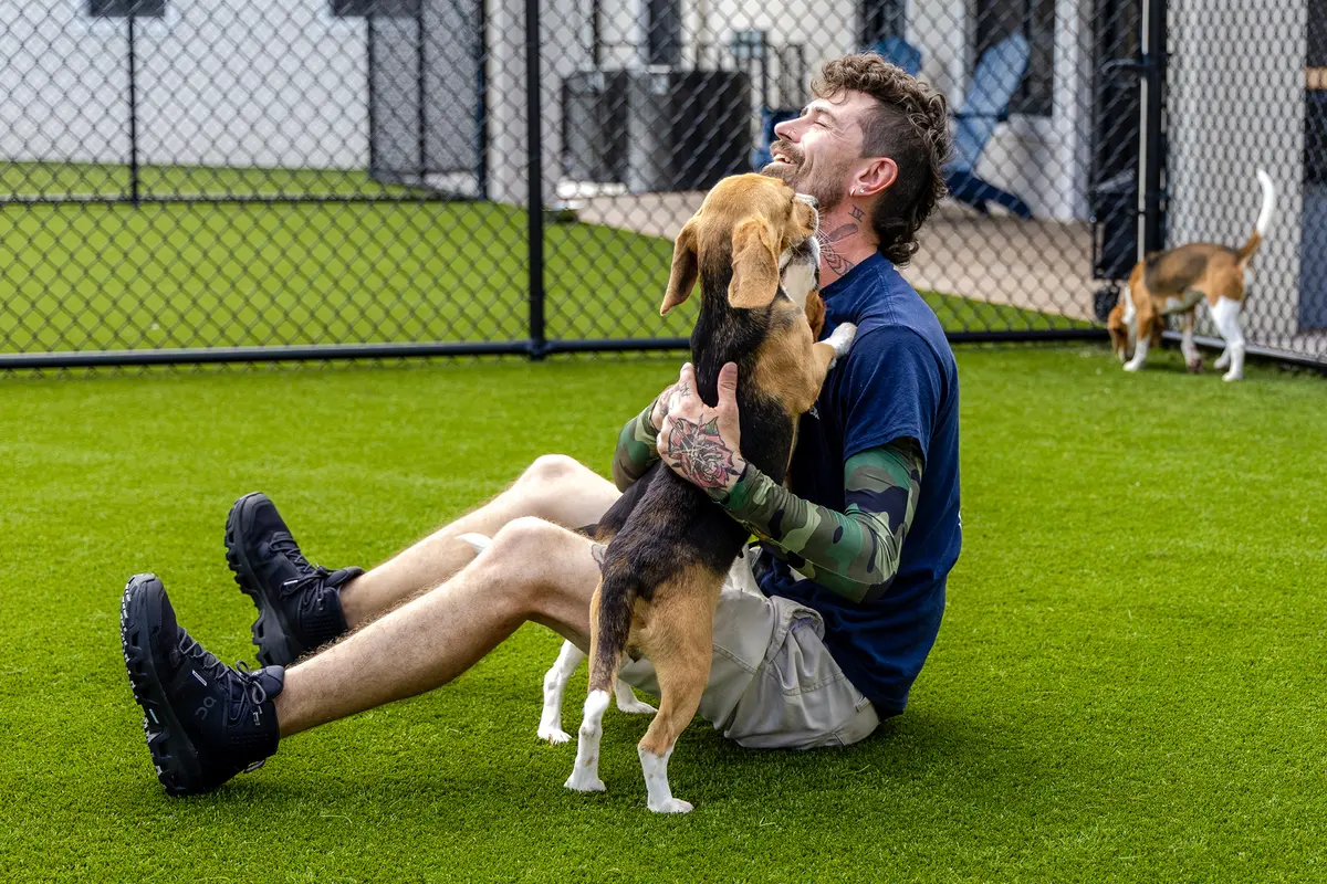 Beagles Rescued From Research-Lab Pipeline Get 2nd Chance in Loving Homes