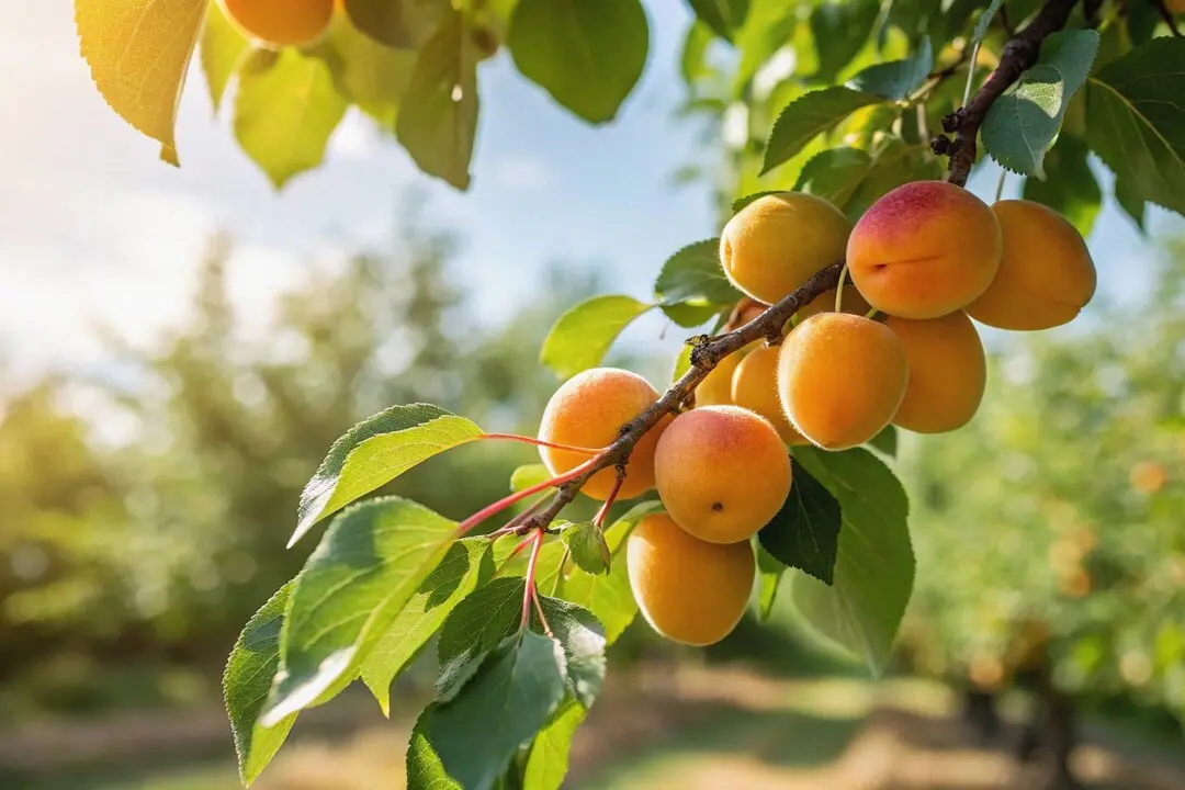 What Is the Value of an Orchard?