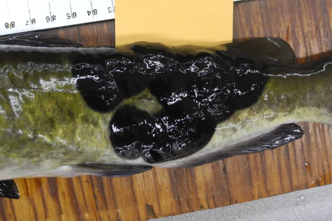 Canadian and US Fish Found With Rare Contagious Skin Cancer