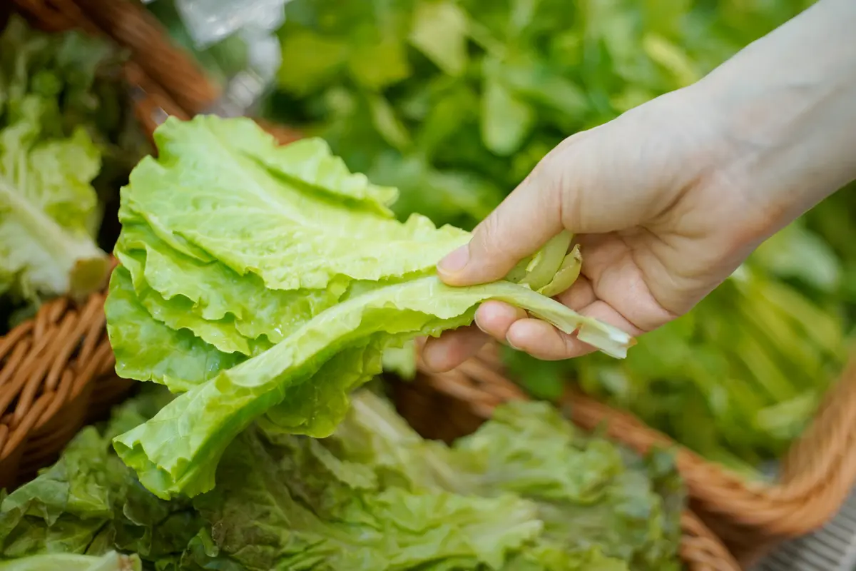 How to Pick and Wash Lettuce Amid Parasite and Bacterial Outbreaks