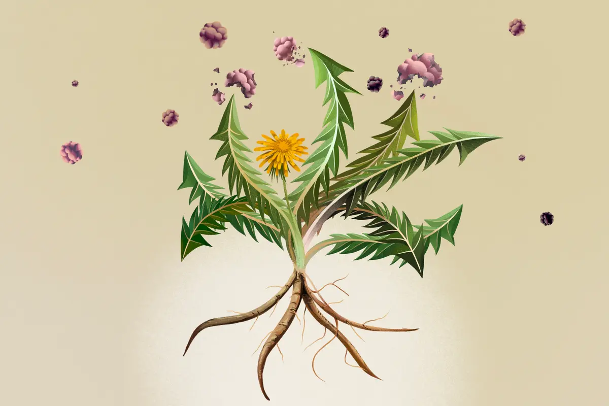 Dandelion Shows Promise Against Cancer. Human Trials Are Needed