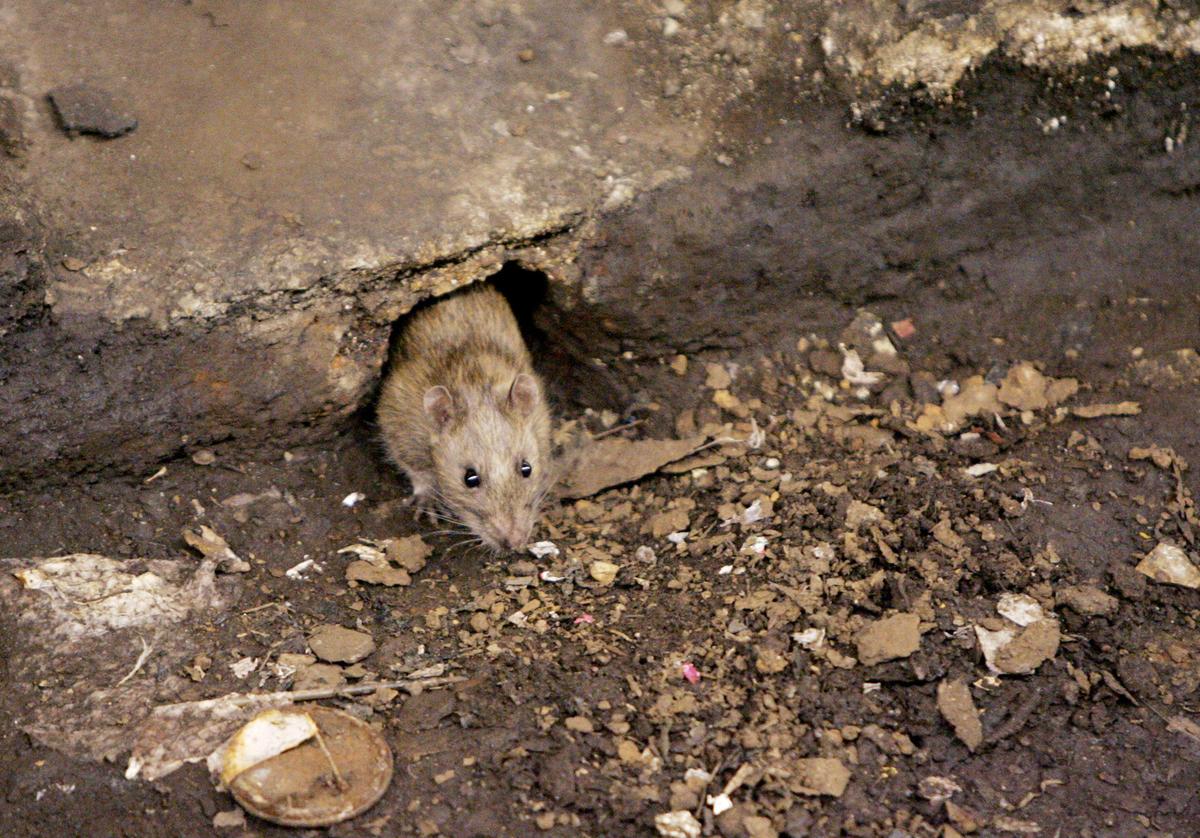 Colorado Resident Dies From Hantavirus After Rodent Exposure