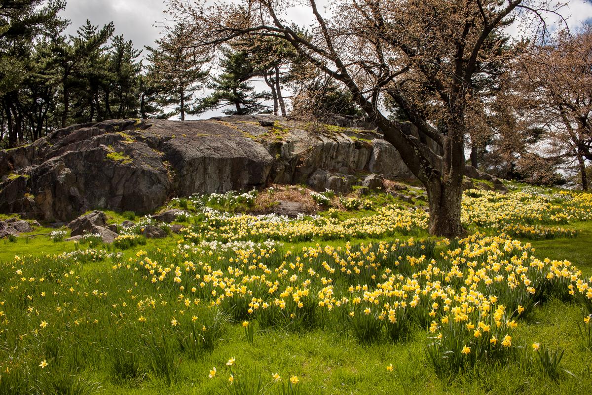 William Wordsworth’s ‘I Wandered Lonely as a Cloud’