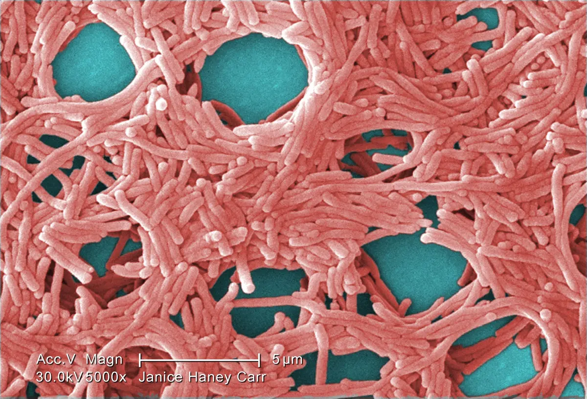 CDC Warns Mishandling of Powdered Formula Can Lead to Serious Disease