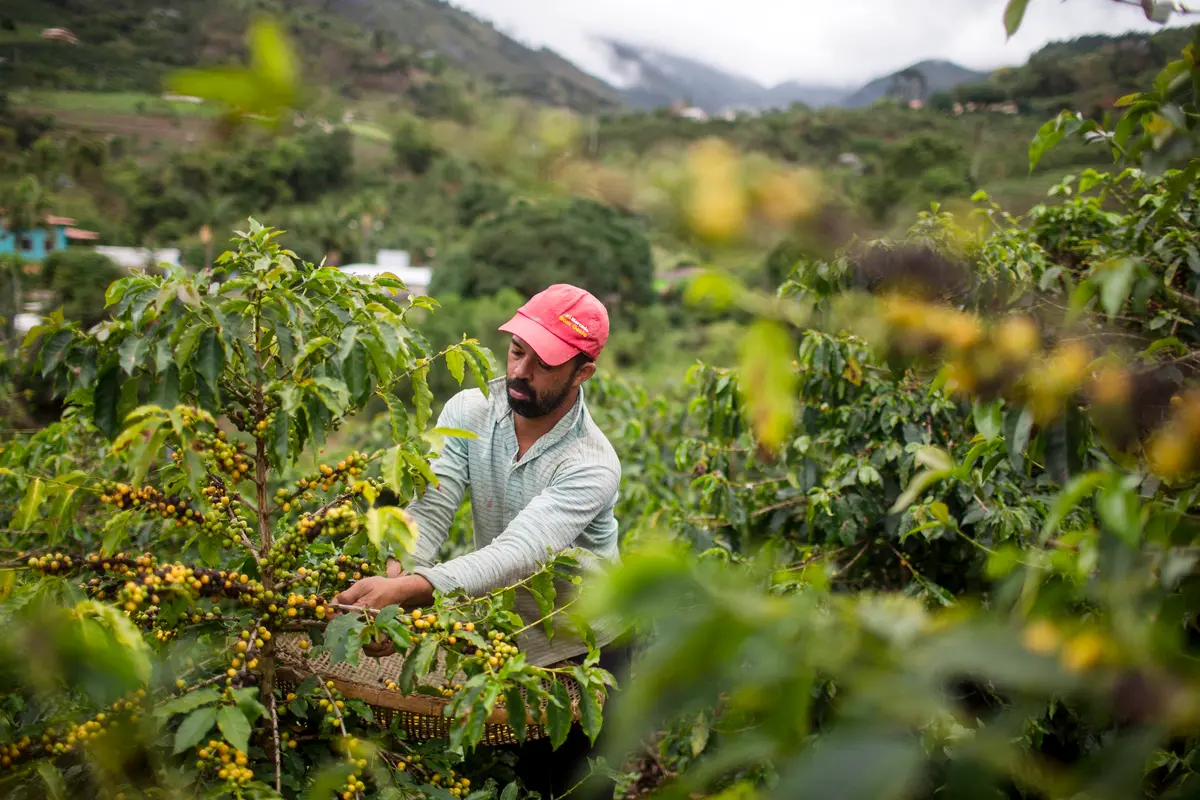 Trump Removes Tariffs on Brazilian Beef and Coffee Imports thumbnail