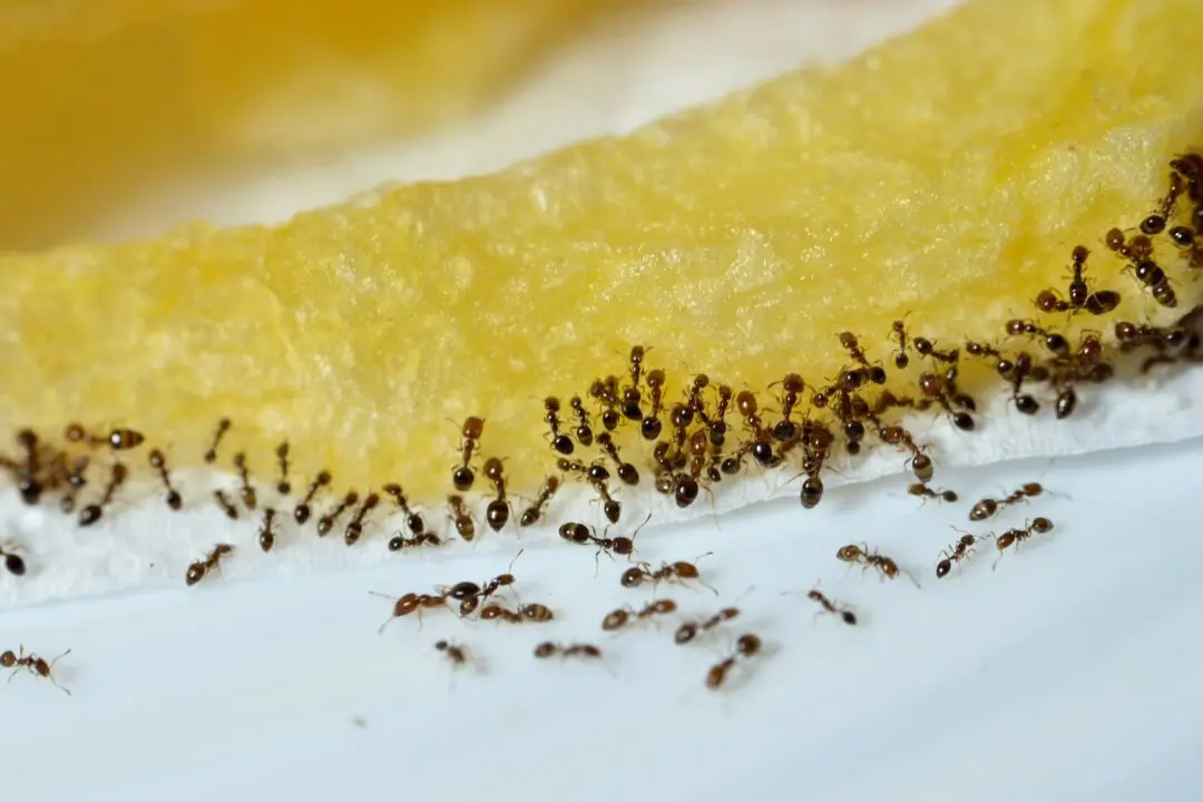 10 Ways to Get Rid of Ants Using Ordinary Stuff in Your Pantry