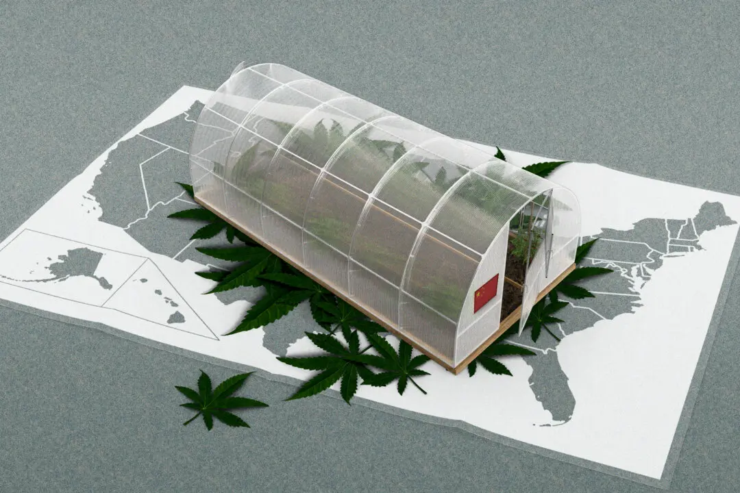 How Chinese Syndicates With Ties to CCP Took Over Marijuana Black Market in US