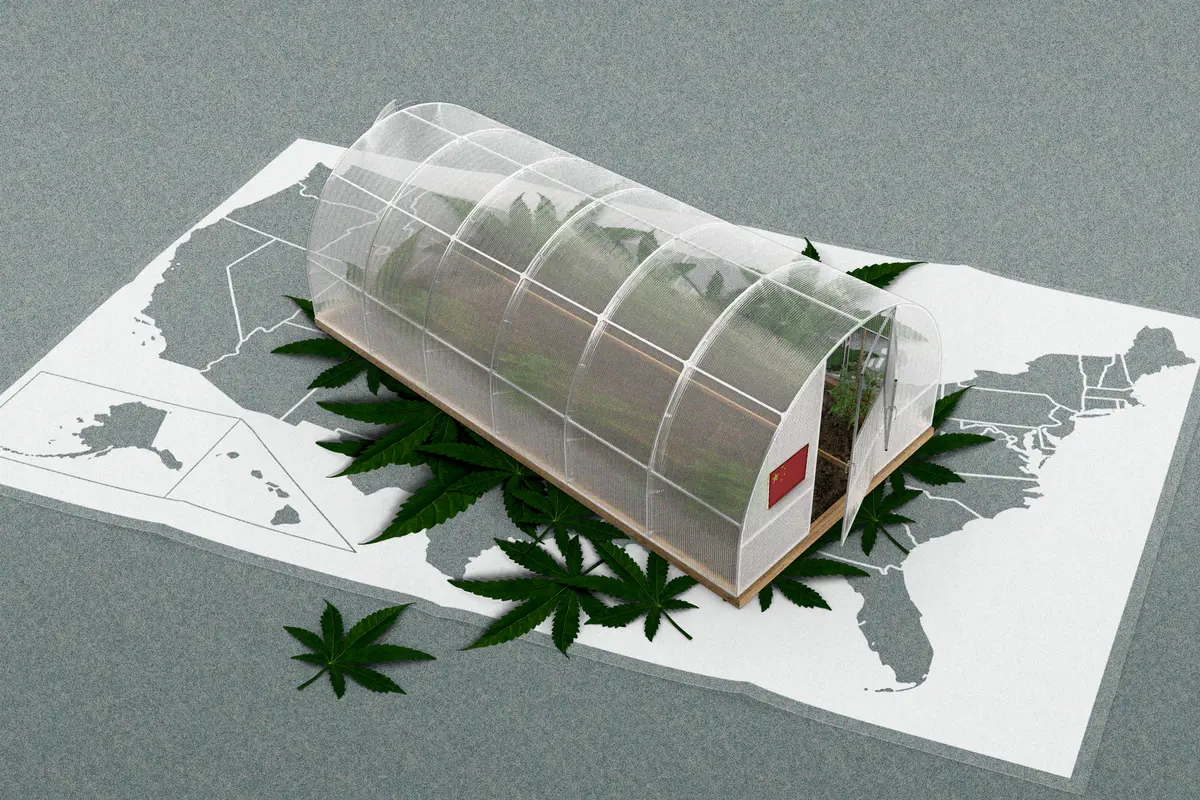 How Chinese Syndicates With Ties to CCP Took Over Marijuana Black Market in US thumbnail