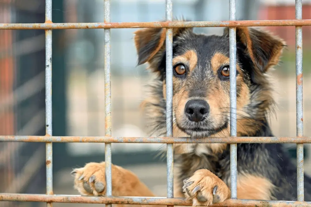 Welcome New Puppy After the Holidays