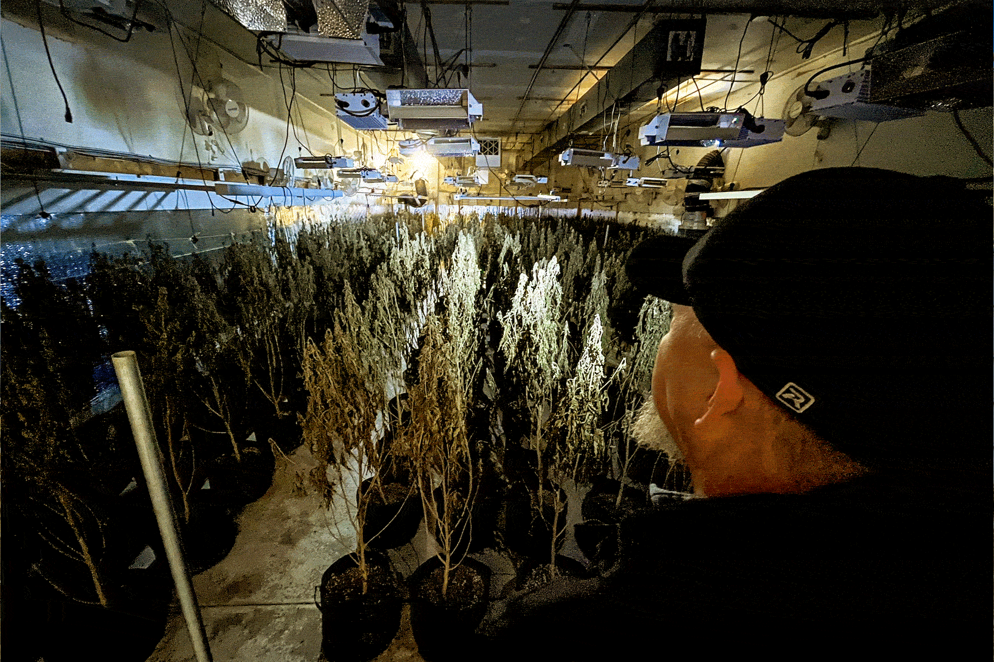 Oklahoma Legalized Medical Marijuana, Then Came the Chinese Organized Crime thumbnail