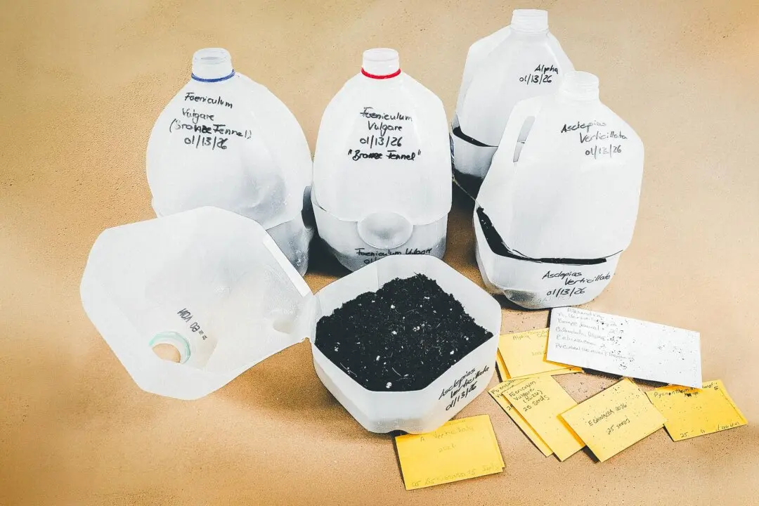 How to Winter Sow Summer Favorites for Gardens, Containers, and Windowsills