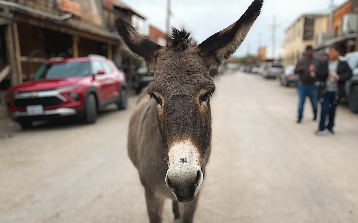 Wild Donkeys Reign Supreme in Tiny Arizona Town