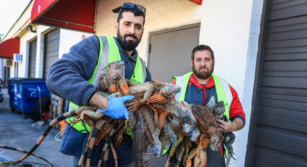 America in Photos: Cold-Stunned Iguanas, Religious Freedom Summit, and Utah Snow Drought