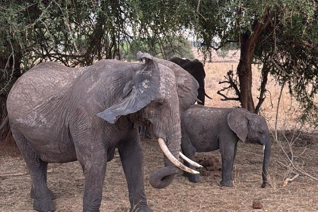 Discover the Cradle of Civilization in Tanzania