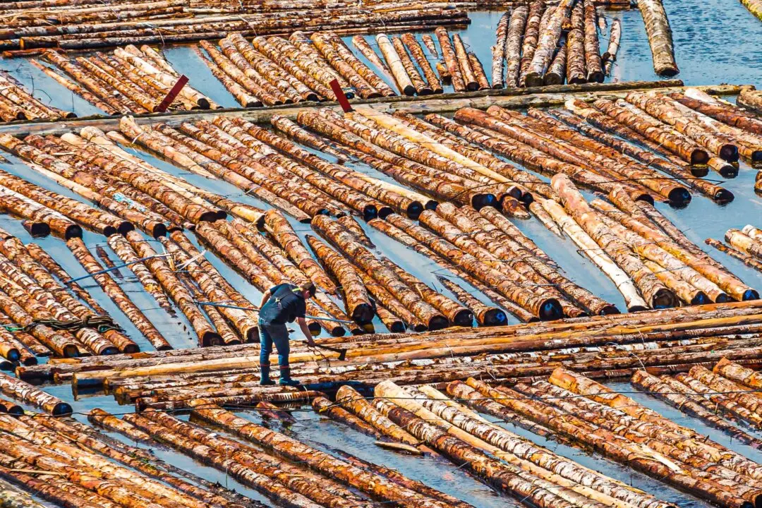 BC’s Coastal Mill Closures Tied to Deep and Ongoing Issues in Forestry Sector