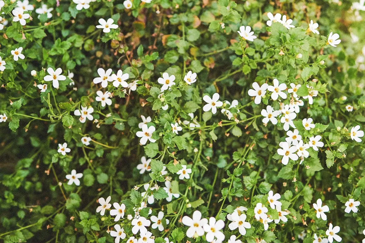 The 3,000-Year-Old Herb Sharpening Modern Minds